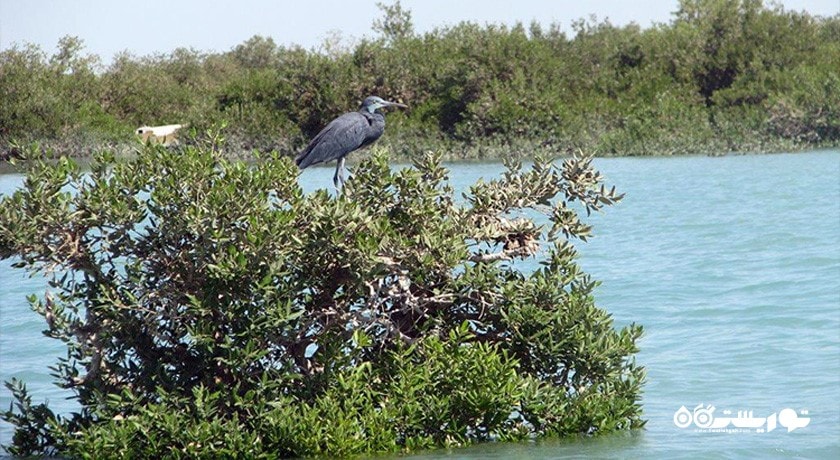  پارک ملی ساحلی نایبند شهرستان بوشهر استان بوشهر