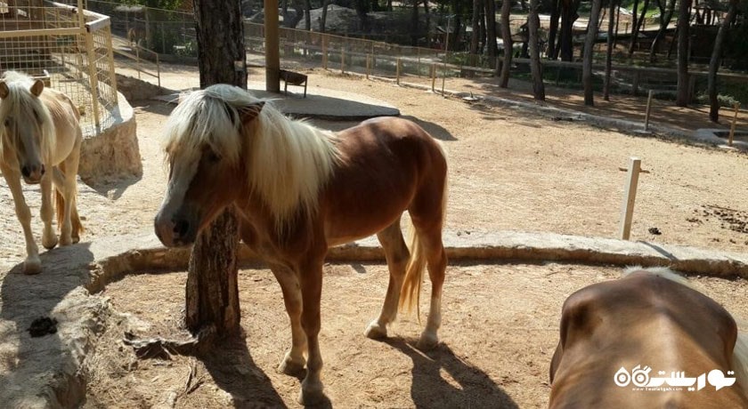  باغ وحش آنتالیا شهر ترکیه کشور آنتالیا