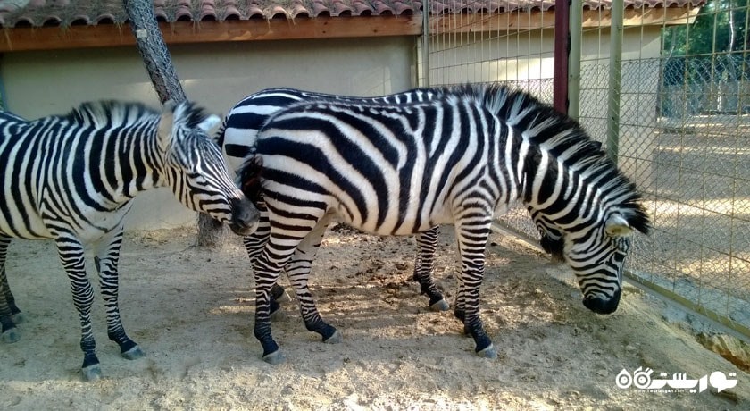  باغ وحش آنتالیا شهر ترکیه کشور آنتالیا