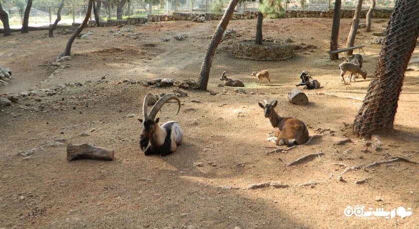  باغ وحش آنتالیا شهر ترکیه کشور آنتالیا