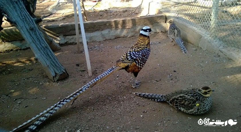  باغ وحش آنتالیا شهر ترکیه کشور آنتالیا