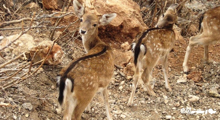  باغ وحش آنتالیا شهر ترکیه کشور آنتالیا