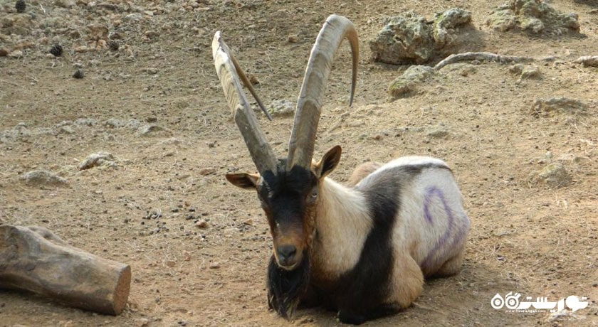  باغ وحش آنتالیا شهر ترکیه کشور آنتالیا