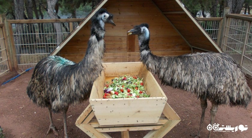  باغ وحش آنتالیا شهر ترکیه کشور آنتالیا