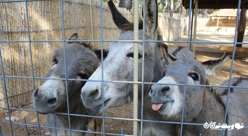  باغ وحش آنتالیا شهر ترکیه کشور آنتالیا