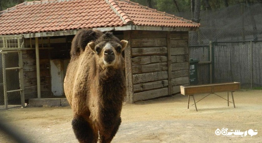  باغ وحش آنتالیا شهر ترکیه کشور آنتالیا