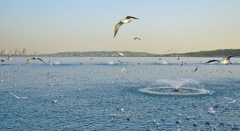  دریاچه چیتگر (دریاچه شهدای خلیج فارس) شهر تهران استان تهران