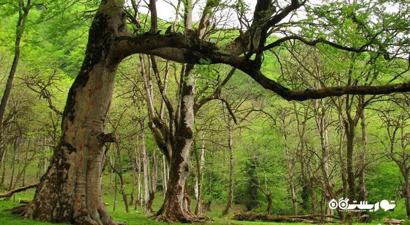 جنگل های سواد کوه -  شهر پل سفید