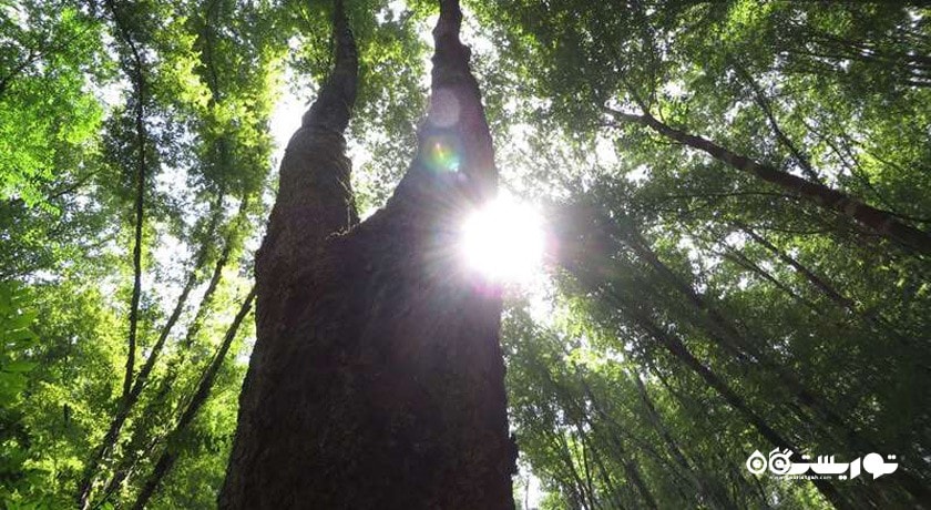  جنگل سرپوش تنگه شهرستان مازندران استان چالوس