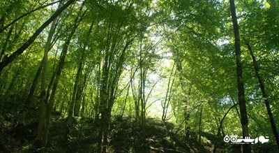 جنگل سرپوش تنگه -  شهر مازندران
