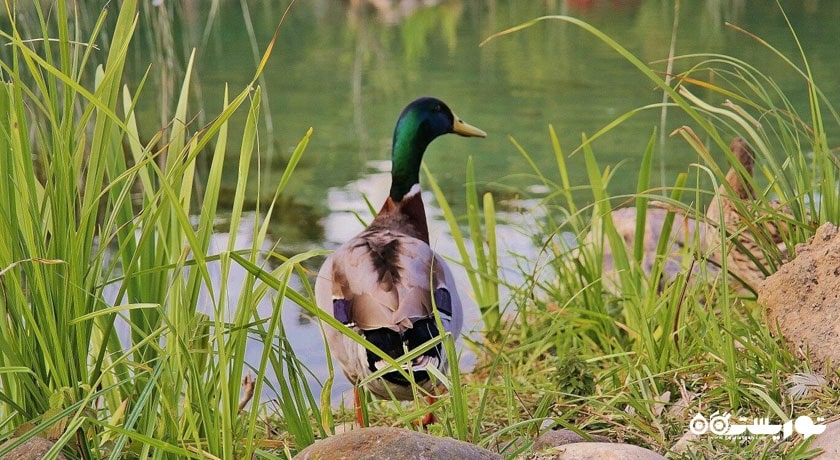  جام پیرامیت - حرم شیشه ای شهر ترکیه کشور آنتالیا