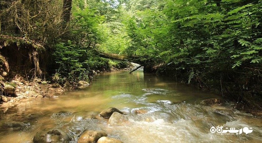  جنگل و آبشار پلنگ دره شهرستان مازندران استان شیرگاه