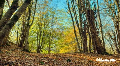  مرداب هسل شهرستان مازندران استان چالوس