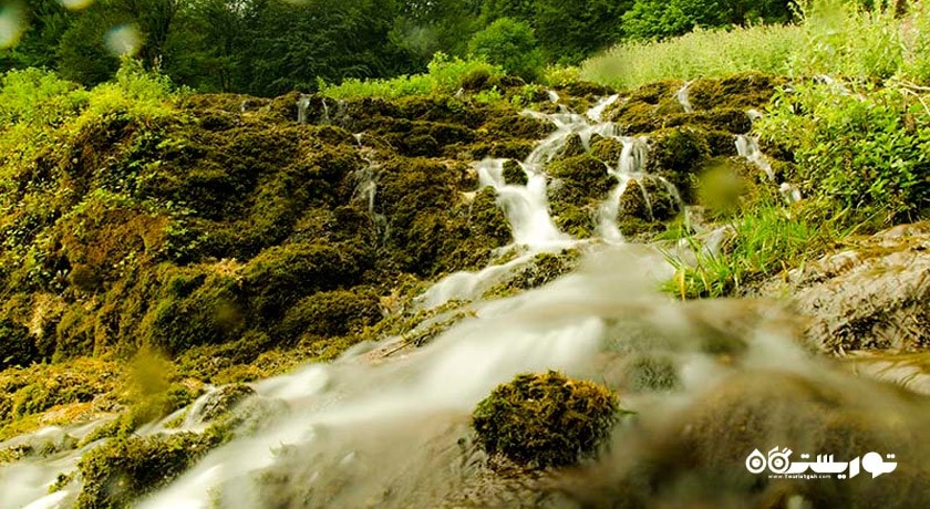  جنگل ارفع ده  شهرستان مازندران استان پل سفید