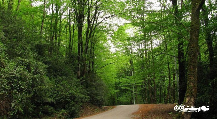 جنگل لفور -  شهر شیرگاه