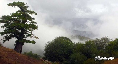  جنگل ابر شاهرود (جنگل ابر خرقان و بسطام) شهرستان سمنان استان شاهرود	