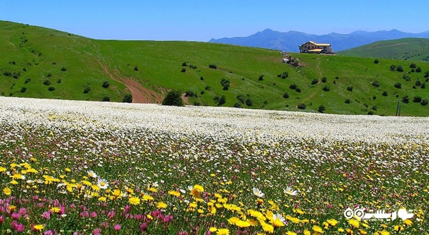 جنگل فندق لو شهرستان اردبیل استان نمین