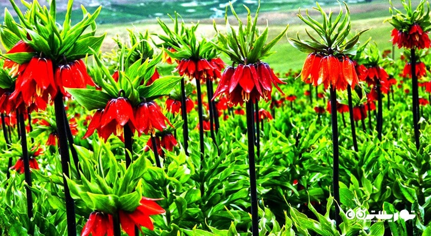 دشت لاله های واژگون کوهرنگ -  شهر چهار محال و بختیاری