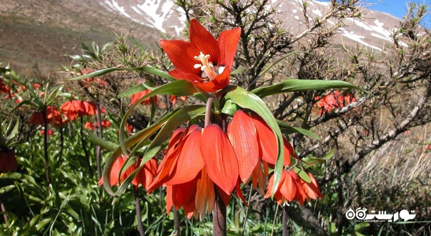 دشت لاله های واژگون کوهرنگ -  شهر چهار محال و بختیاری