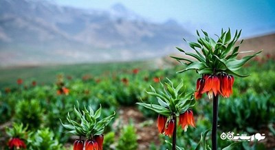 دشت لاله های واژگون کوهرنگ -  شهر کوهرنگ