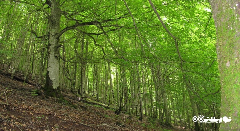  جنگل دوهزار شهرستان مازندران استان تنکابن