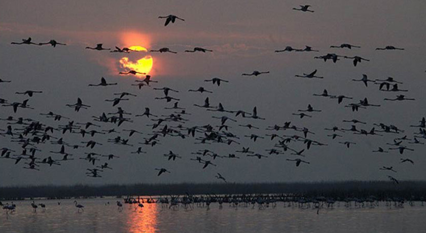  تالاب میانکاله شهرستان مازندران استان بهشهر