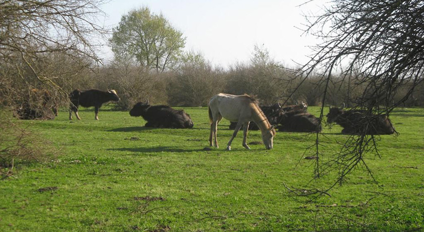  تالاب میانکاله شهرستان مازندران استان بهشهر