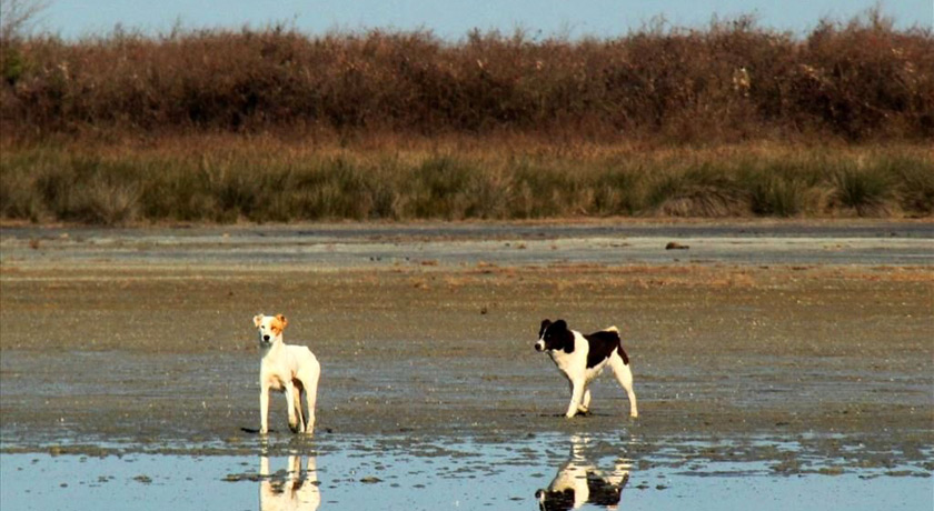  تالاب میانکاله شهرستان مازندران استان بهشهر