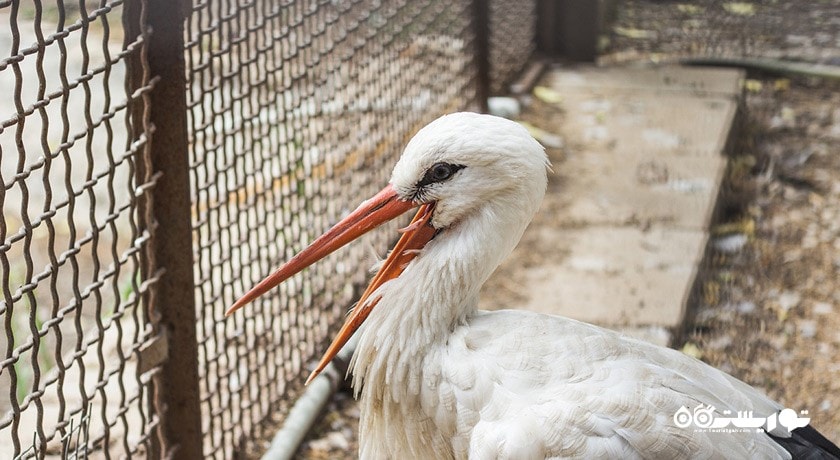 سرگرمی باغ وحش باکو شهر آذربایجان کشور باکو