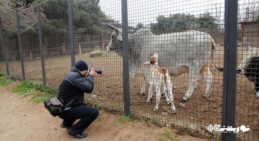 سرگرمی باغ وحش باکو شهر آذربایجان کشور باکو
