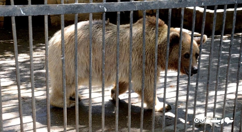 سرگرمی باغ وحش باکو شهر آذربایجان کشور باکو