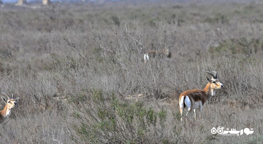 پارک ملی آبشوران -  شهر باکو