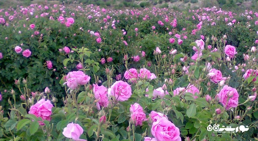 باغ گل محمدی کاشان -  شهر اصفهان