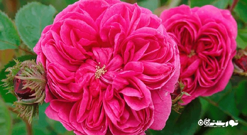 باغ گل محمدی کاشان -  شهر کاشان