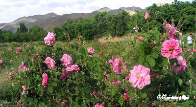 باغ گل محمدی کاشان -  شهر کاشان