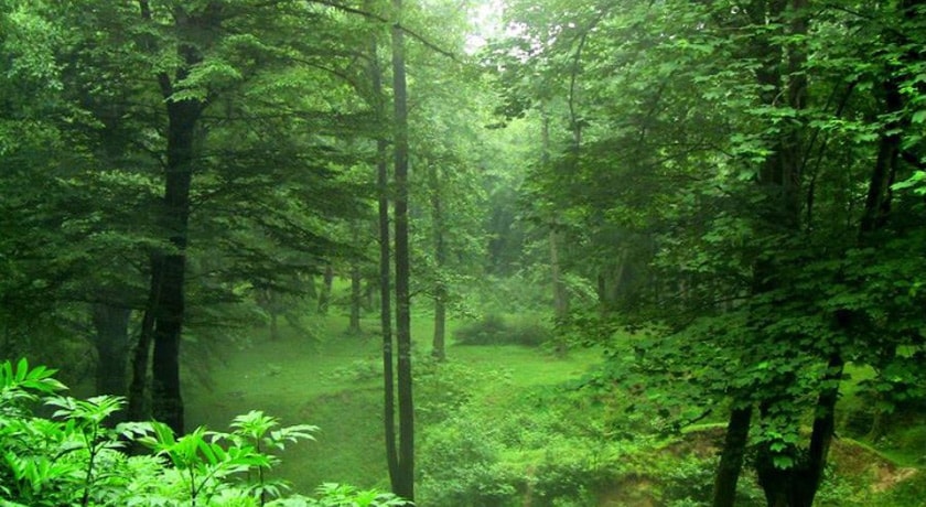 جنگل دالخانی -  شهر رامسر