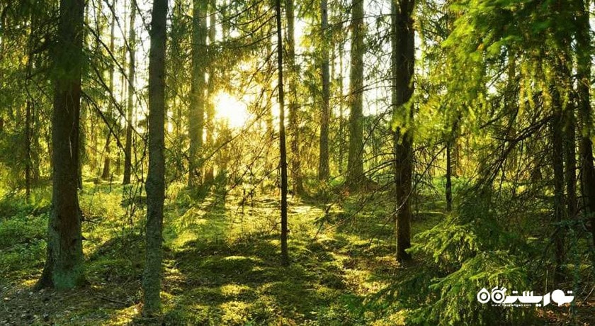  جنگل هلی دار شهرستان مازندران استان پل سفید