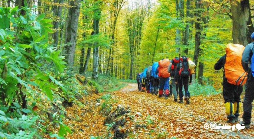  جنگل هلی دار شهرستان مازندران استان پل سفید