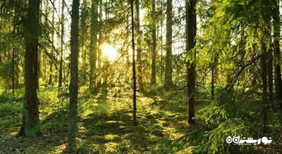  جنگل هلی دار شهرستان مازندران استان پل سفید