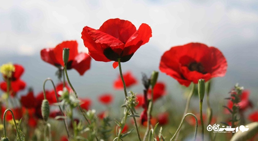  دامنه اشترانکوه شهرستان لرستان استان ازنا