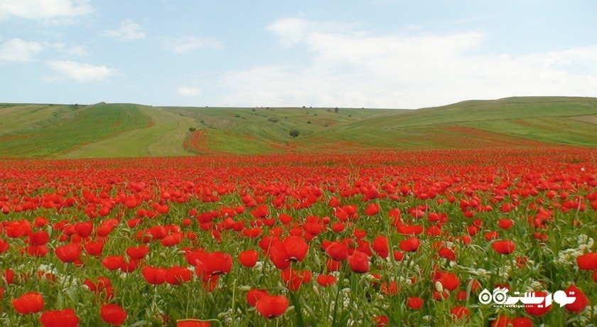  ییلاق شکردشت (دشت شقایق های تالش) شهرستان گیلان استان تالش (طوالش)