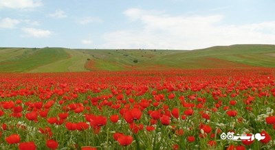 ییلاق شکردشت (دشت شقایق های تالش) -  شهر گیلان