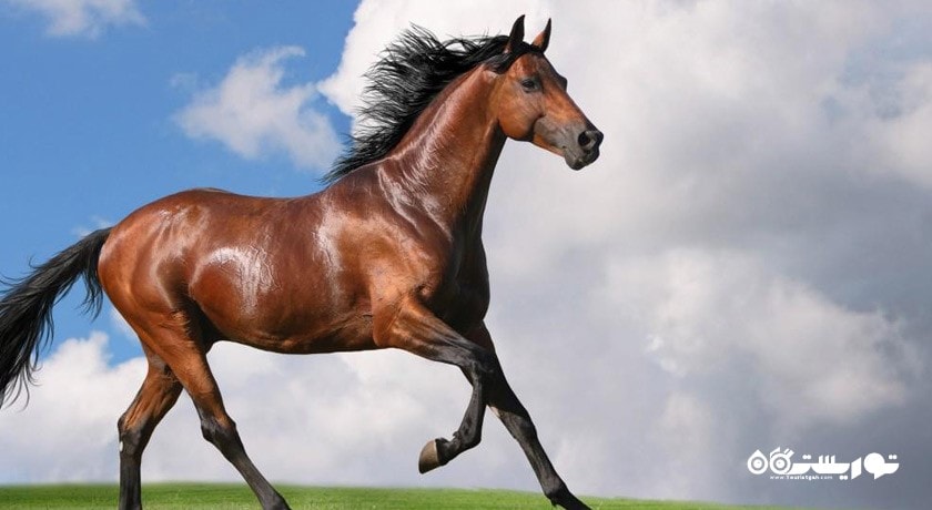 سرگرمی اسب سواری باکو شهر آذربایجان کشور باکو