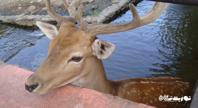 سرگرمی باغ وحش ایروان شهر ارمنستان کشور ایروان