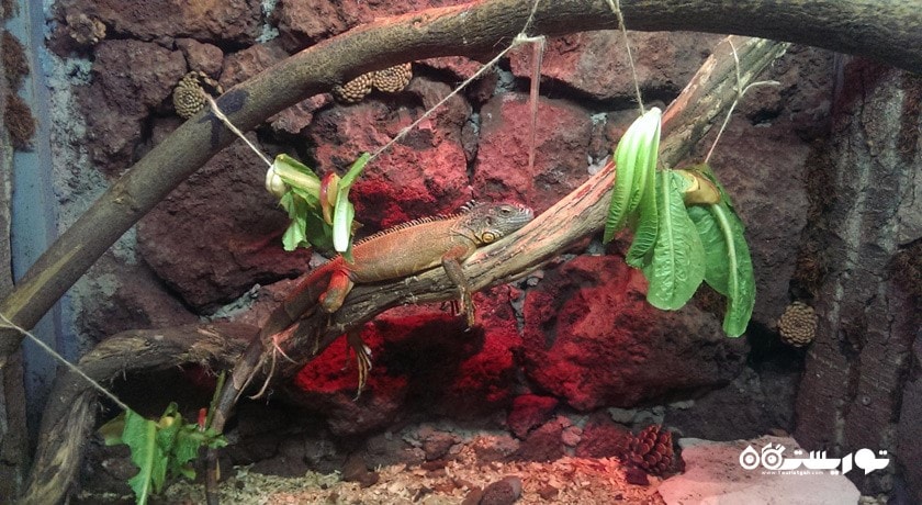 سرگرمی باغ وحش ایروان شهر ارمنستان کشور ایروان