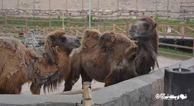 سرگرمی باغ وحش ایروان شهر ارمنستان کشور ایروان