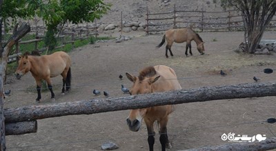 سرگرمی باغ وحش ایروان شهر ارمنستان کشور ایروان