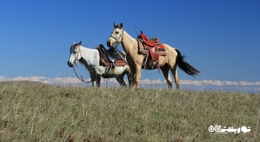 سرگرمی سوار کاری در ایروان شهر ارمنستان کشور ایروان