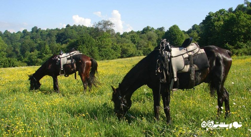 سرگرمی سوار کاری در ایروان شهر ارمنستان کشور ایروان