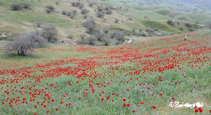  کلات نادری شهرستان خراسان رضوی استان کلات